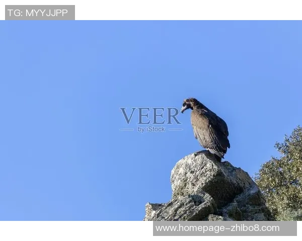 探索埃斯特旺的魅力与风情，感受独特文化与自然之美